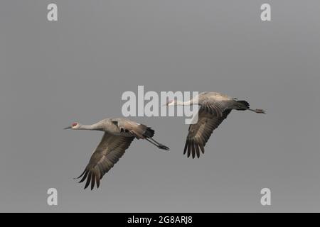 An adult pair of Lesser Sandhill Cranes, Antigone canadensis, fly across a foggy background at California's Merced NWR. Stock Photo