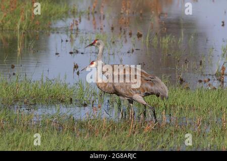 A pair of newly-arrived Lesser Sandhill Cranes, Antigone canadensis, use a shallow marsh at California's Merced NWR in the San Joaquin Valley. Stock Photo