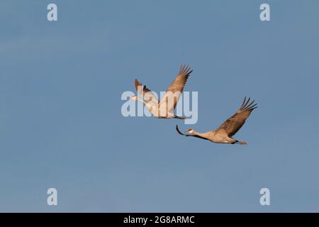 An adult pair of Lesser Sandhill Cranes, Antigone canadensis, in-flight over California's Grasslands Ecological Area. Stock Photo