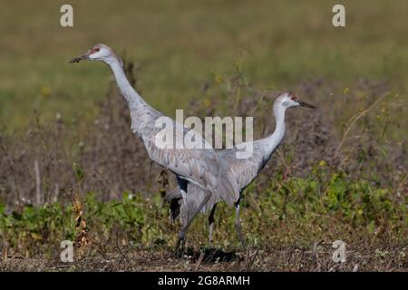 A pair of Lesser Sandhill Crane juveniles, Antigone canadensis, pose in upland habitat in California's Merced National Wildlife Refuge. Stock Photo