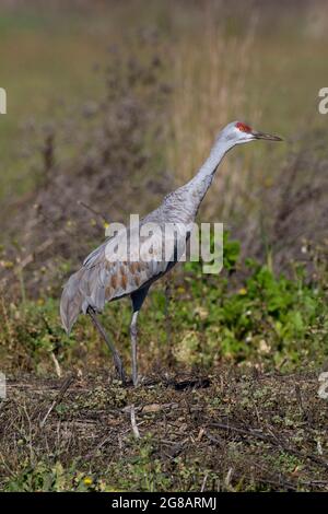 An adult Lesser Sandhill Crane, Antigone canadensis, assumes an alert pose in upland habitat at California's Merced National Wildlife Refuge. Stock Photo