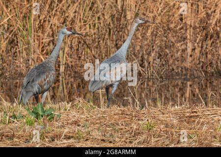 An adult female and juvenile male Lesser Sandhill Crane, Antigone canadensis, pose in a marsh in California's Merced National Wildlife Refuge. Stock Photo