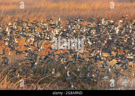 A huge flock of migratory Green-winged Teal, Anas crecca, flying over managed marshland habitat on California's San Luis National Wildlife Refuge. Stock Photo