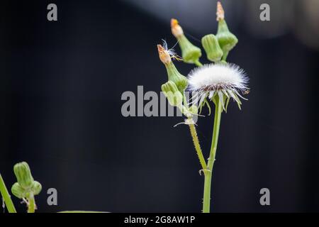 Sow Thistle common weeds in Nebraska with yellow flowers Sonchus oleraceus . High quality photo Stock Photo