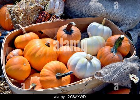 Basket of small orange and white pumpkins for sale at a roadside farm stand. Long Island, New York. Stock Photo