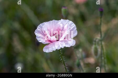 Wild poppies bloom in late spring and summer. Beauty of nature. Stock Photo