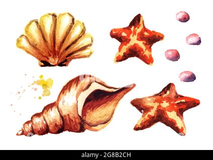 Seashell set watercolor illustration. Watercolour hand drawn sea shells ...