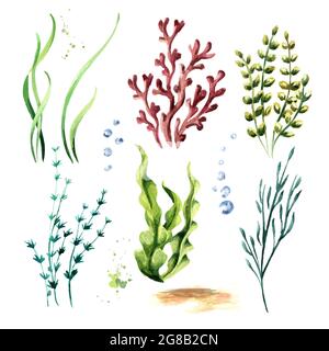 Algae set. Watercolor hand drawn illustration, isolated on white background Stock Photo