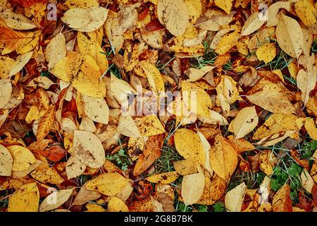Autumn leaves on the grass. Golden falling leaves. Autumn background Stock Photo