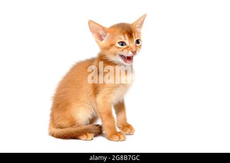 Abyssinian ginger cat sits on a white background Stock Photo
