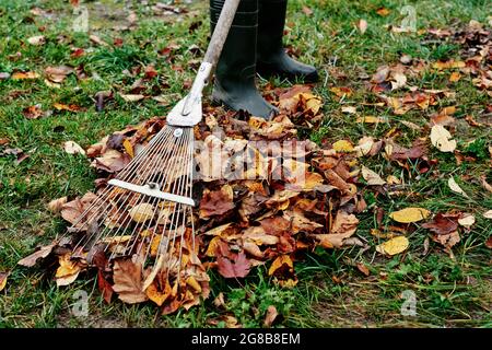 Woman raking pile of fall leaves at garden with rake. Autumn yard work Stock Photo