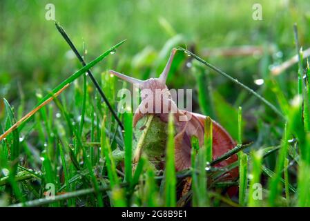 Snail on the morning dew grass eats plant leaves. Helix pomatia, common names the Roman snail, Burgundy snail, edible snail Stock Photo
