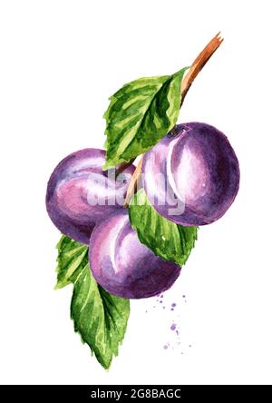 Branch with leaves and plums. Hand drawn watercolor painting on white ...