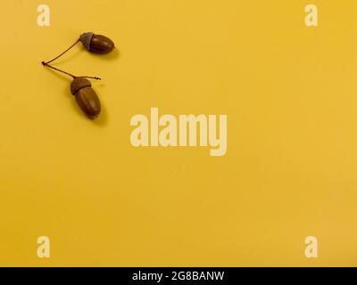 two ripe acorns on yellow background. flat lay Stock Photo