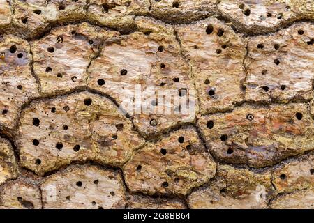 Acorn woodpecker food storage area in a dead tree Stock Photo - Alamy