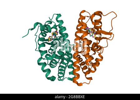 Estrogen receptor beta dimer in complex with estradiol, 3D cartoon model, chain id color scheme, based on PDB 5toa, white background Stock Photo