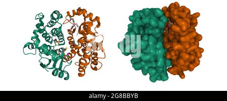 glutathione s-transferase pi gstp cartoon Crystal structure of human transferase (GST) A1-1 in complex with glutathione, 3D and Gaussian surface models, based on PDB 1pkw Stock Photo Glutathione S-Transferases in Cancer -