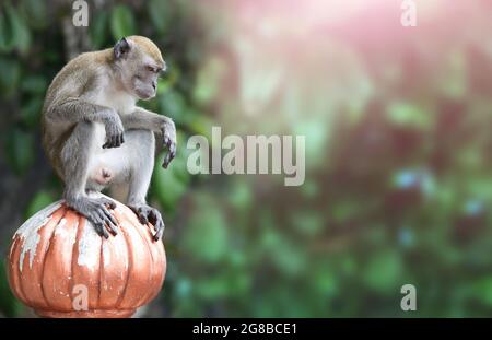 Sad monkey male sits on ancient stone decorative element. Horizontal background with cute monkey. Copy space for text Stock Photo