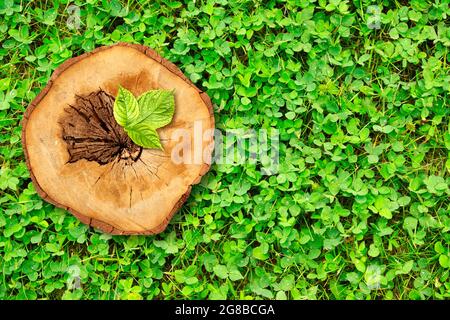 New birth of life concept. Young green fresh leaf growing on tree stump on clover field. Eco nature backdrop. Concept of support building a future Stock Photo