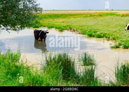 Black And White Cow Is Standing In Pond In The Shade Under A Tree To Cool Down Stock Photo Alamy