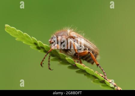 A Summer Chafer Beetle, Amphimallon solstitialis, resting on a fern plant. Stock Photo