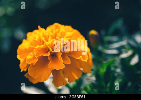 closeup of orange marigold flower with green leaves in garden  Stock Photo