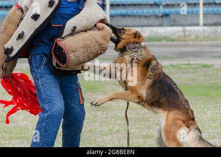 Guard dog training. Step 4. Figurant and German shepherd dog. Pet attacks  person in special protective clothing. Service dog training. Side View. Ser Stock Photo