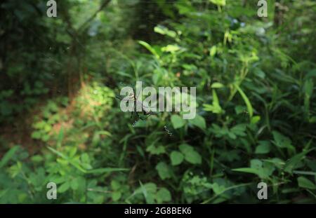 Close up of a female St. Andrew's cross spider walking towards an insect which is hanging on her web Stock Photo