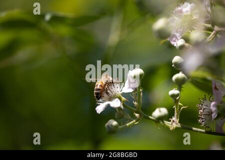 Honey Bee (Apis mellifera) Foraging on Bramble flowers (Rubus fruticosus) Stock Photo