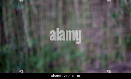Blur nature green park with bokeh abstract background. Copy space Stock Photo
