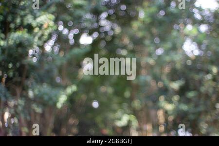 Blur nature green park with bokeh abstract background. Copy space Stock Photo