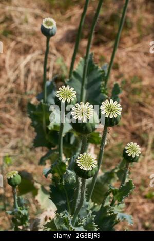 Papaver somniferum, commonly known as the opium poppy or breadseed poppy, is a species of flowering plant in the family Papaveraceae. Stock Photo
