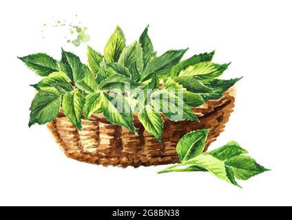 Basket with Fresh young green  Medicinal plant Aegopodium podagraria or ground elder, bunch of leaves. Watercolor hand drawn illustration, isolated on Stock Photo