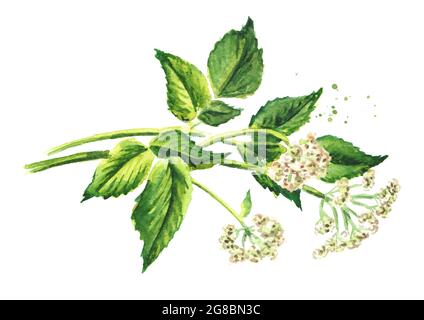 Medicinal plant Aegopodium podagraria or ground elder, stem, flowers and leaves. Watercolor hand drawn illustration isolated on white background Stock Photo