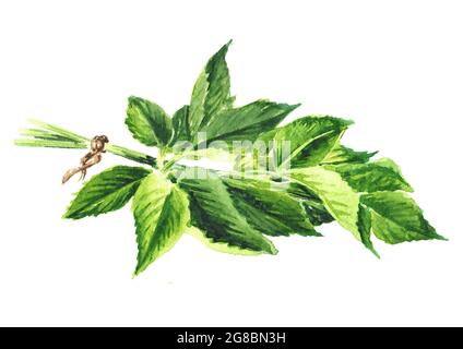 Medicinal plant Aegopodium podagraria or ground elder, bunch of leaves. Watercolor hand drawn illustration, isolated on white background Stock Photo