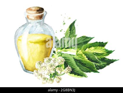 Tincture from Medicinal plant Aegopodium podagraria or ground elder. Watercolor hand drawn illustration, isolated on white background Stock Photo