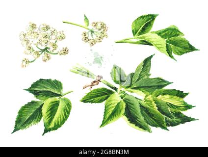 Medicinal plant Aegopodium podagraria or ground elder, flowers and leaves set, Watercolor hand drawn illustration, isolated on white background Stock Photo