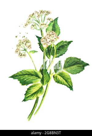 Medicinal plant Aegopodium podagraria or ground elder, stem, flowers and leaves, Watercolor hand drawn illustration, isolated on white background Stock Photo