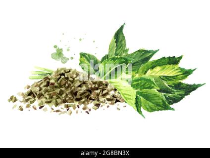 Medicinal plant Aegopodium podagraria or ground elder, bunch of fresh and chopped dried leaves . Watercolor hand drawn illustration, isolated on white Stock Photo