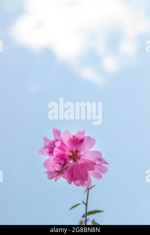 Lavatera clementii Rosea tree mallow or hollyhock, blue sky and copy space for text. Bright pink alcea rosea flower.  Stock Photo