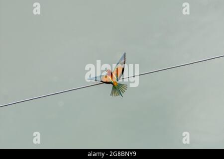 european bee eaters, dobrogea county Stock Photo