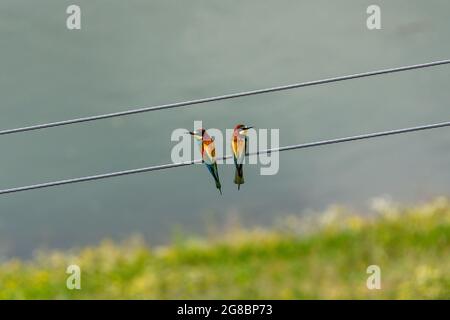 european bee eaters, dobrogea county Stock Photo