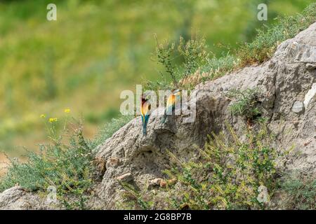european bee eaters, dobrogea county Stock Photo