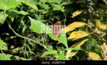 A Common palm fly butterfly perched on top of a green leaf of wild vine in sunny day Stock Photo