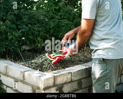 Man emptying food waste into garden composter at backyard. Action process shot. Homeowner separating recycling using waste compost in backyard. Eco-friendly homes concept Stock Photo