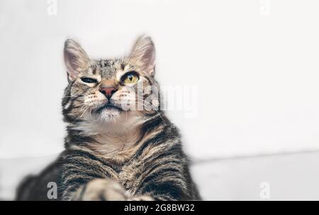 Cat winking, posing for camera, curious, mischievous, pet Stock Photo