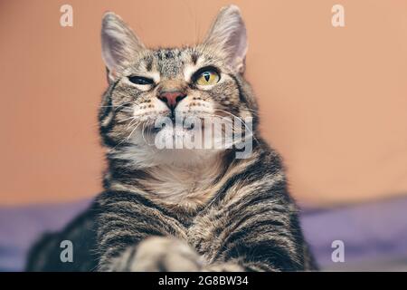 Cat winking, pet giving an approval, cat lying Stock Photo