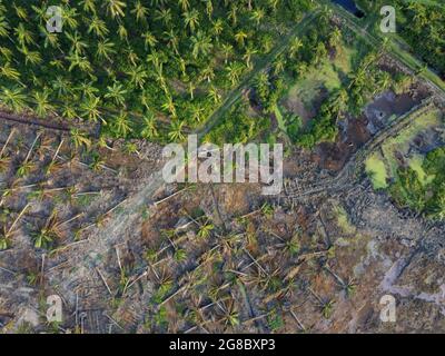 Aerial top view land clearing at oil palm plantation Stock Photo