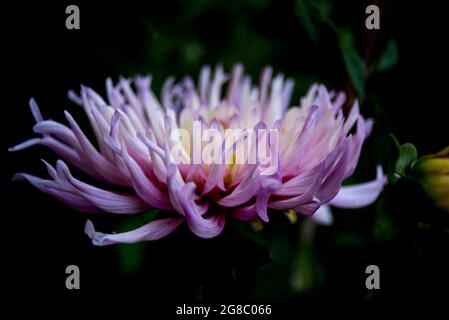 elegant pink dahlia, close up, at garden Stock Photo