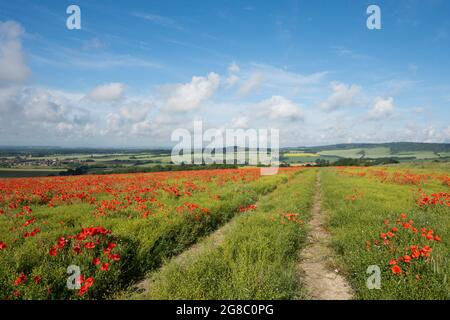 footpath near Goodwood and The Trundle, toward Lavant, Chichester, through field of red poppies atop a hill, growing in field of Flax, Linseed, Stock Photo